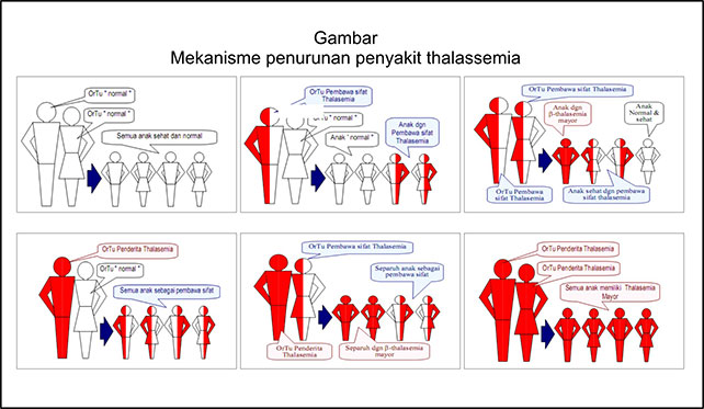 Ilustrasi penurunan sifat Thalassemia