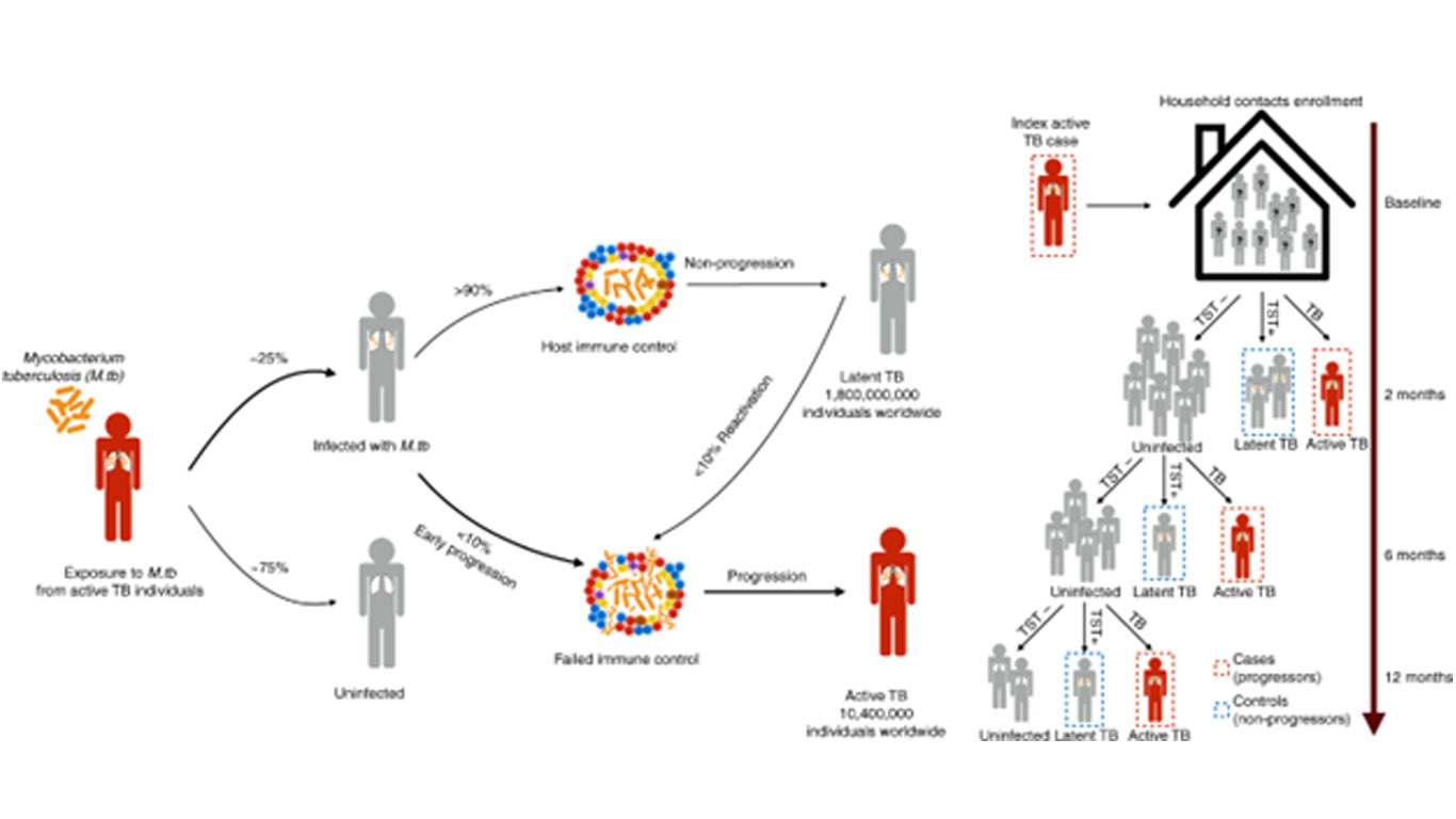 Siklus penyebaran TB