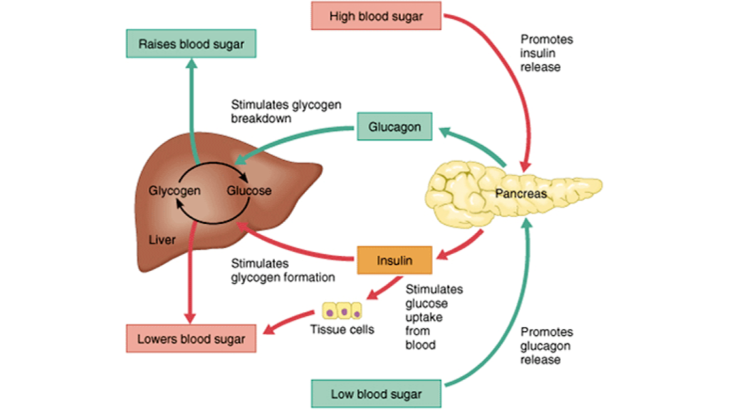 Blood Sugar Regulation