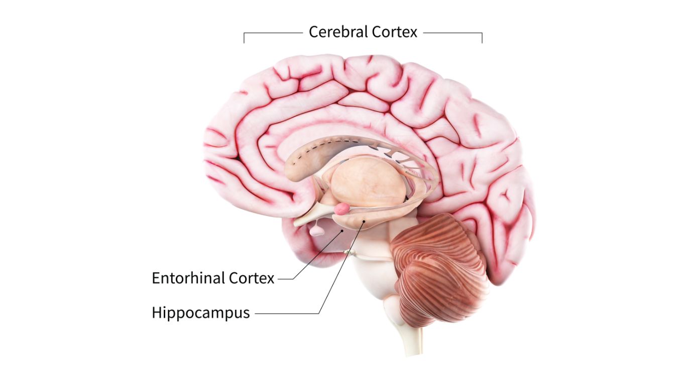 Gambar Morfologi Otak Manusia