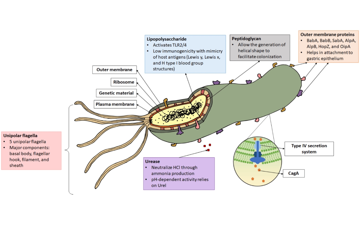 Helicobacter Pylori