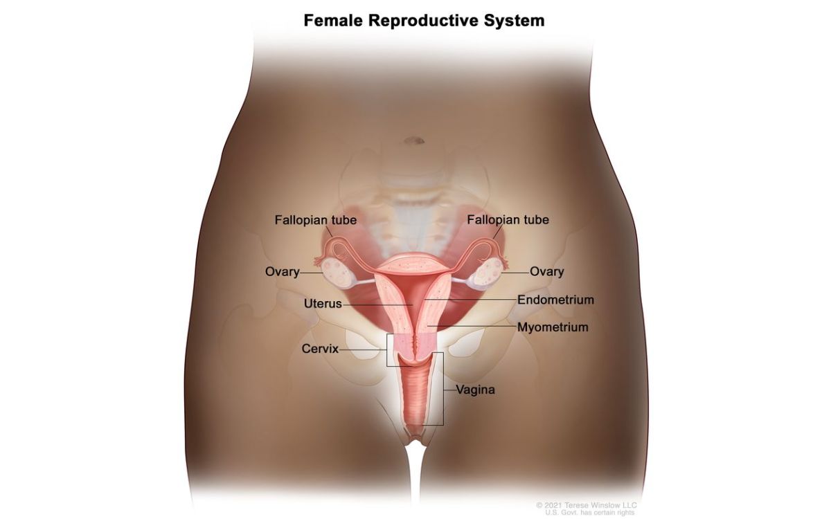 Anatomi sistem reproduksi wanita