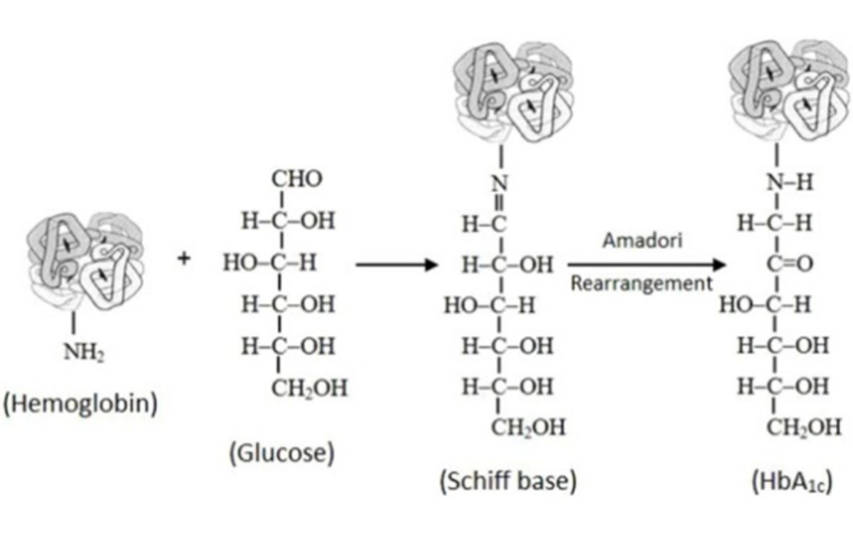 Proses Pembentukan HbA1c