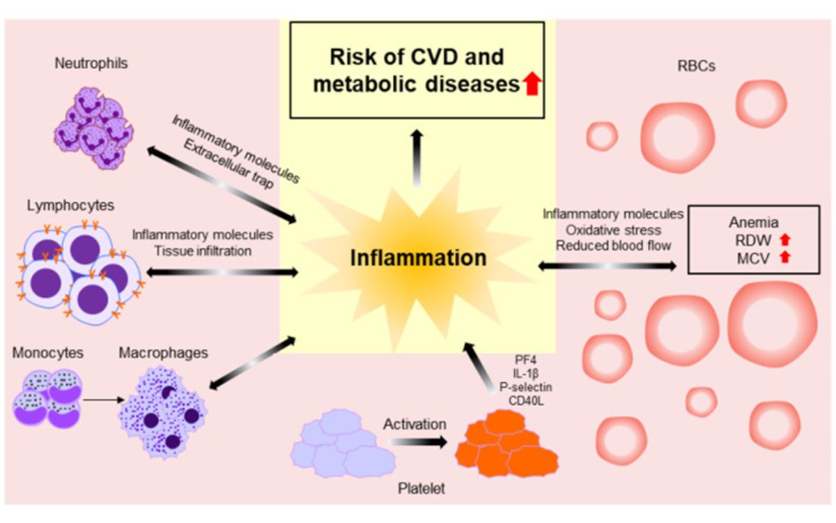 Diagram skematik menunjukkan patofisiologi antara komponen CBC dan penyakit
