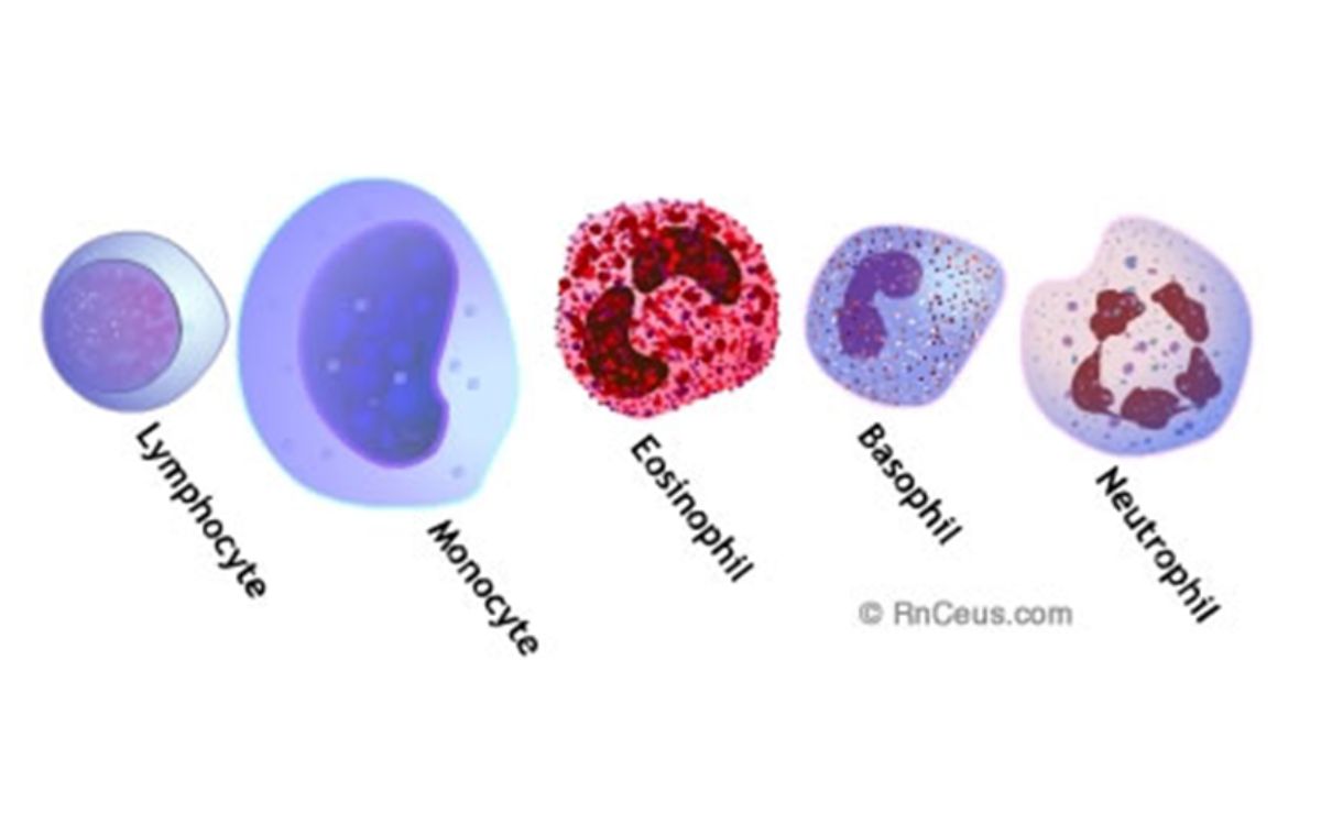 Jenis-jenis sel darah putih