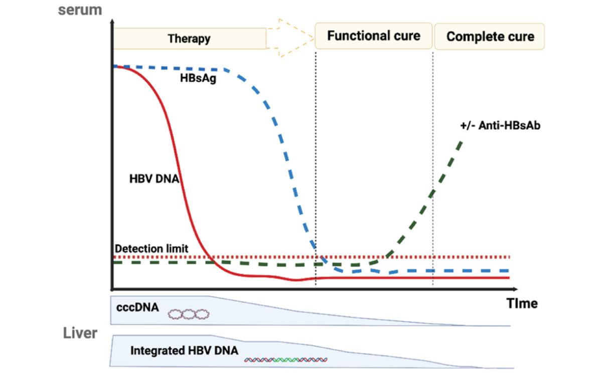 Skema progresi terapi hepatitis B hingga mencapai kesembuhan.