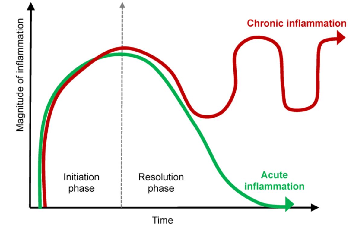 Dinamika dari peradangan akut dan kronis. Sumber: MDPI.