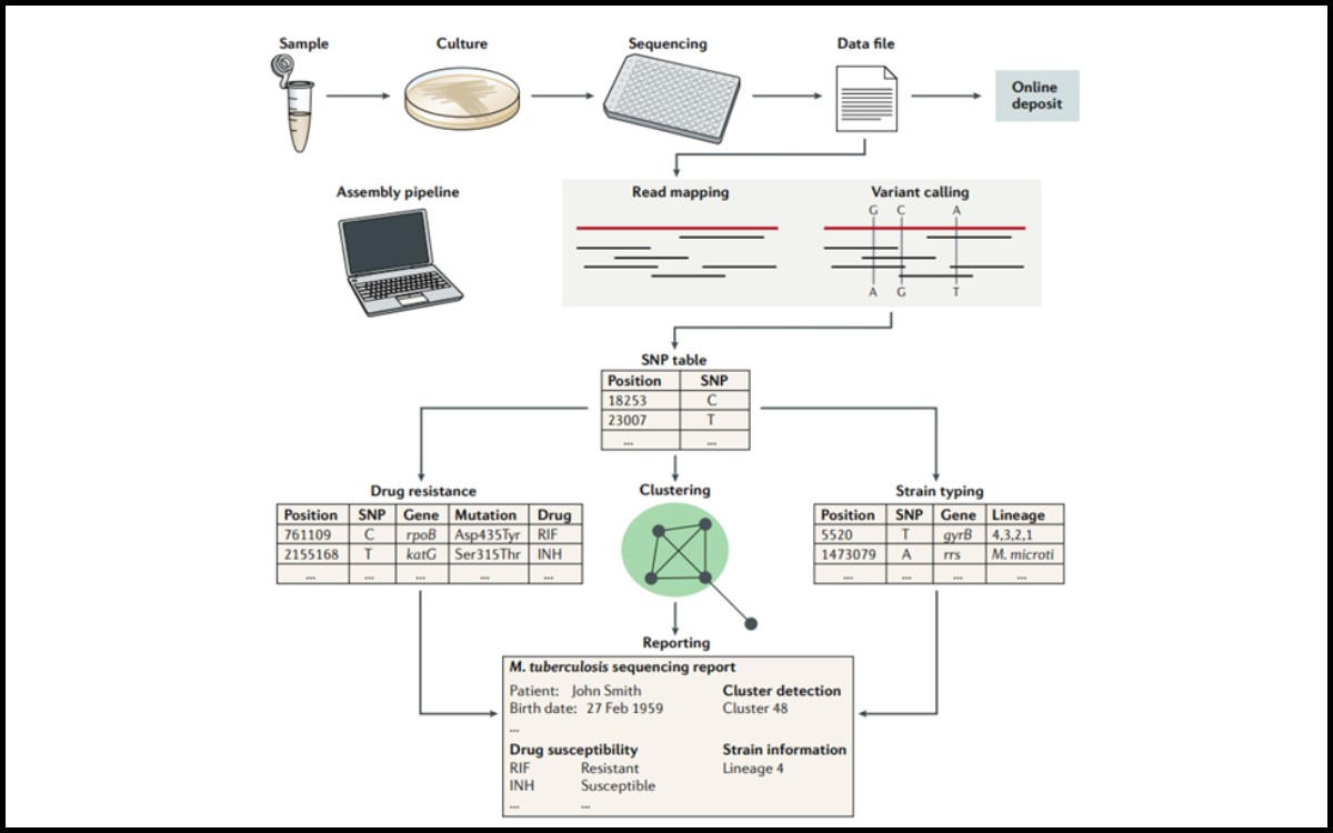 Ilustrasi alur kerja Whole Genome Sequencing Tuberkulosis