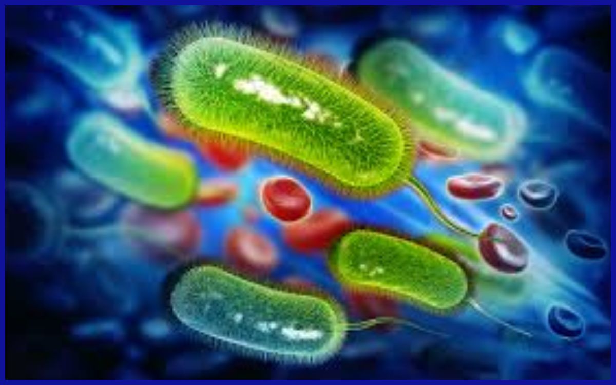 Helicobacter pylori sebagai salah satu penyebab kanker lambung.[2]