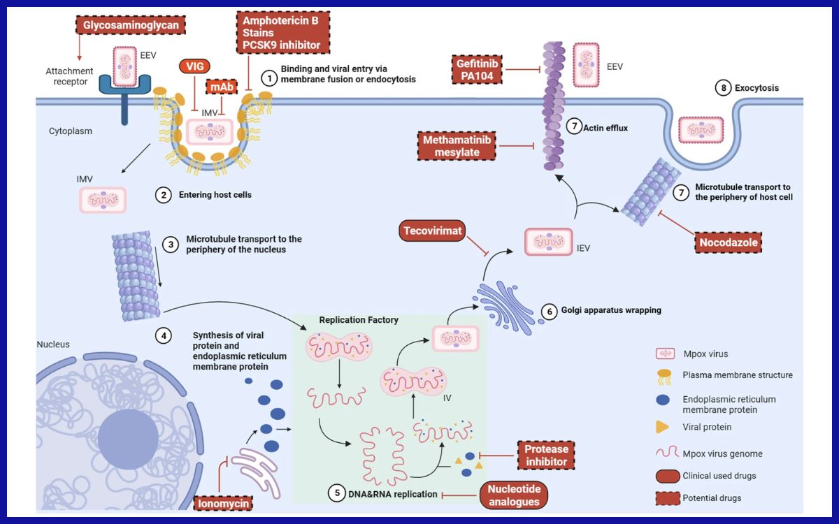Siklus hidup replikasi virus Mpox dalam inang dan target potensial untuk obat anti-virus Mpox