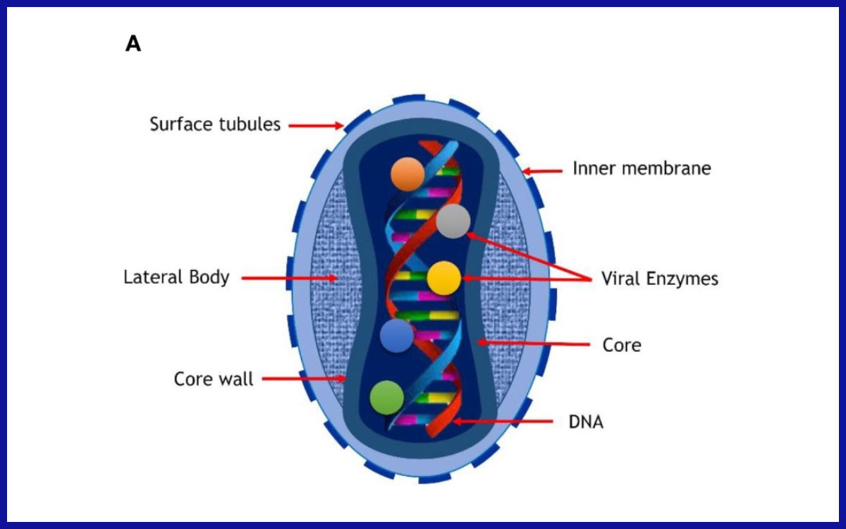 Struktur virus cacar monyet