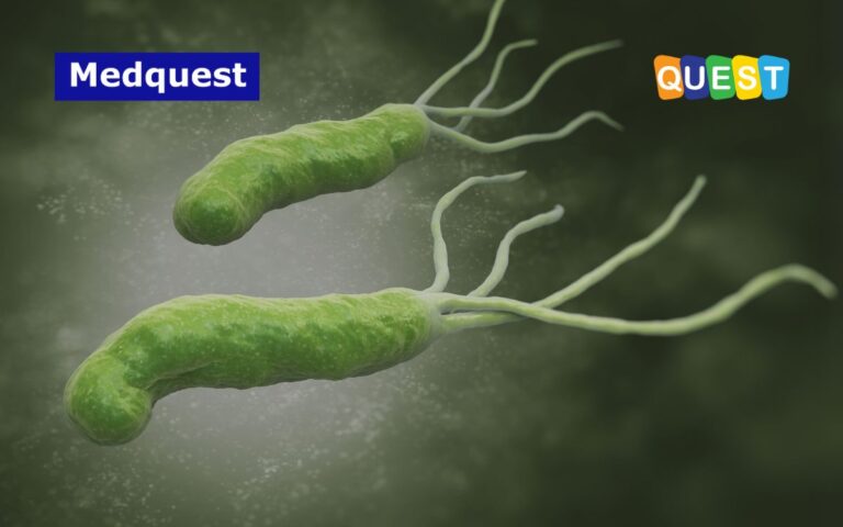 thumbnail Helicobacter Pylori Salah Satu Penyebab Terjadinya Kanker Lambung